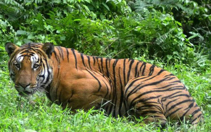 Con hổ giết 13 người ở Ấn Độ bị bắn chết