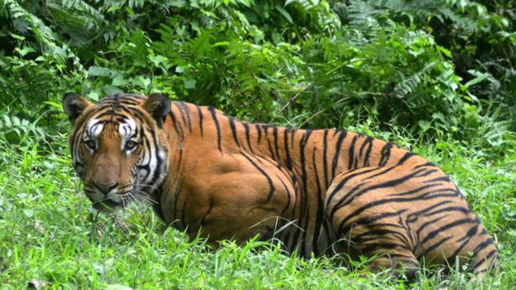 Con hổ giết 13 người ở Ấn Độ bị bắn chết - Ảnh 2.