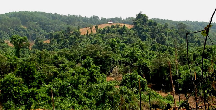 2 hecta rừng tự nhiên biến mất trong báo cáo gửi UBND tỉnh - Ảnh 3.