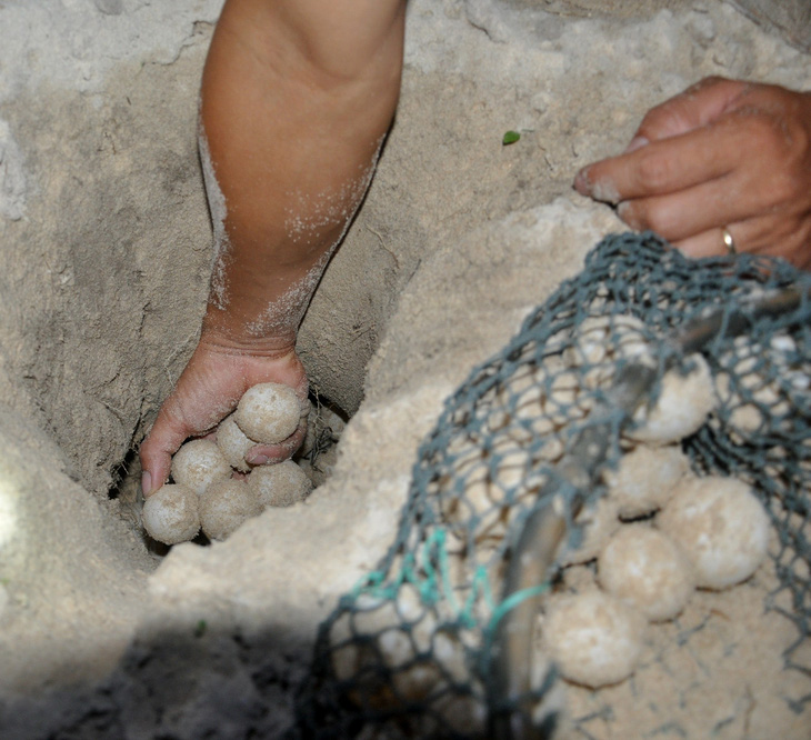 Ai đã “gom” 116 trứng vích ở Côn Đảo? - Ảnh 4.