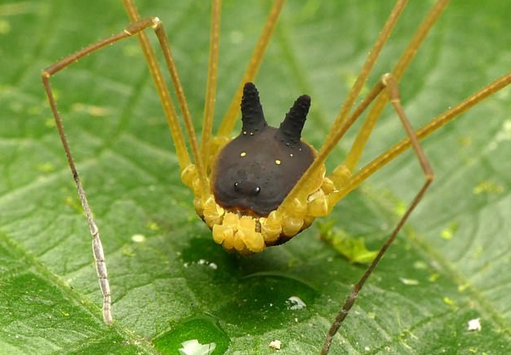 Phát hiện quái vật nhện đầu chó trong rừng rậm - Ảnh 1.