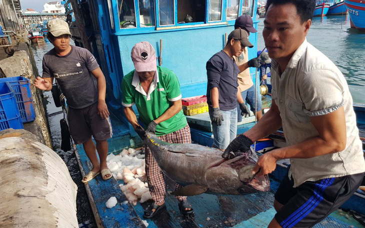 Chi phí đi biển tăng cao, 50% tàu đánh bắt xa bờ ở Khánh Hòa nằm bờ