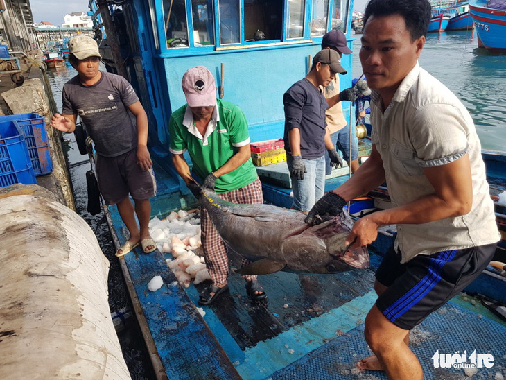 Chi phí đi biển tăng cao, 50% tàu đánh bắt xa bờ ở Khánh Hòa nằm bờ - Ảnh 2.