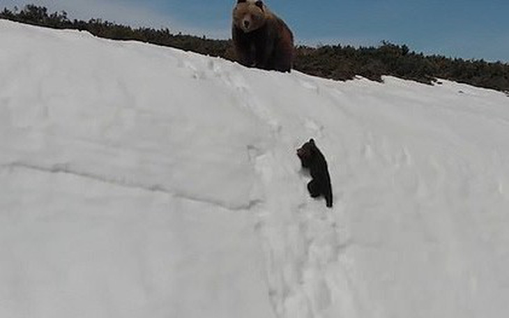 Clip gấu con nỗ lực trèo lên vách núi tuyết gây sốt