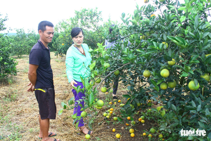 Cam Vinh bất ngờ rụng hàng loạt, dân phải đào hố chôn - Ảnh 2.