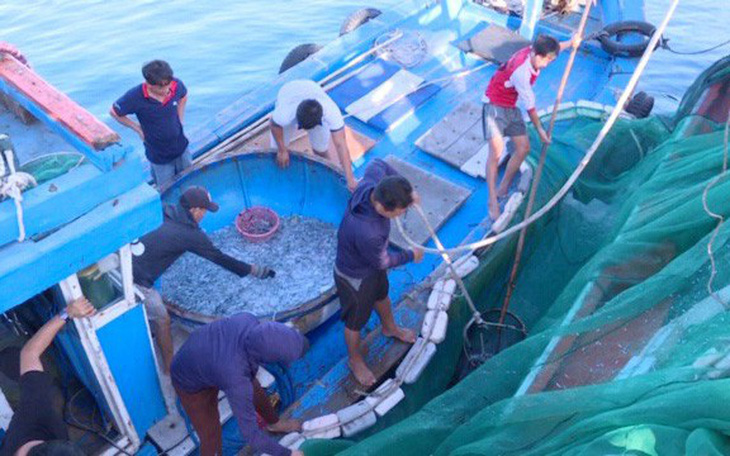 Tận diệt hải sản trong khu bảo tồn biển Lý Sơn