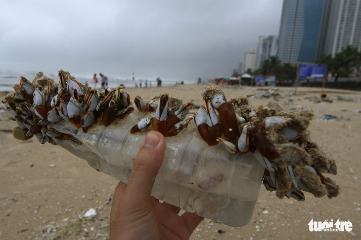 Sinh vật biển theo rác thải trôi dày đặc trên bãi biển Đà Nẵng - Ảnh 1.