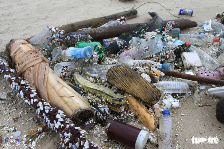 Sinh vật biển theo rác thải trôi dày đặc trên bãi biển Đà Nẵng - Ảnh 5.