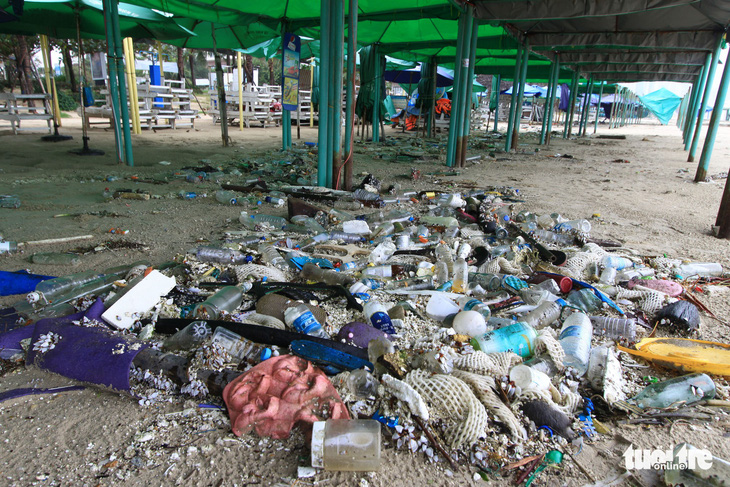 Sinh vật biển theo rác thải trôi dày đặc trên bãi biển Đà Nẵng - Ảnh 3.