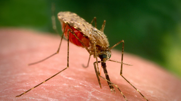 Nghiên cứu phương thức mới tiêu diệt mầm bệnh sốt rét trong gan - Ảnh 1.