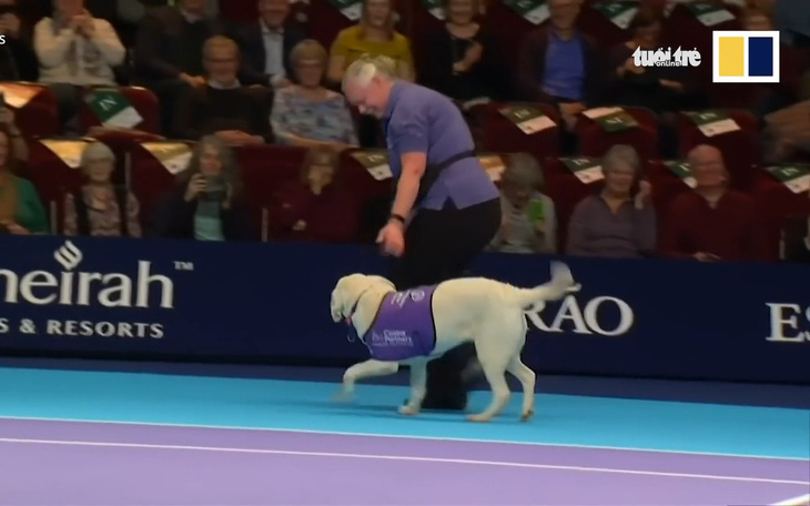 3 chú chó thay thế nhân viên nhặt bóng tại giải đấu tennis ở Anh