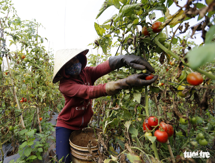 Nông dân thua lỗ nặng vì bị cung cấp giống cà chua “lạ” - Ảnh 1.
