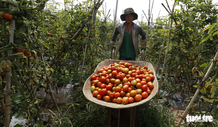 Nông dân thua lỗ nặng vì bị cung cấp giống cà chua “lạ” - Ảnh 2.