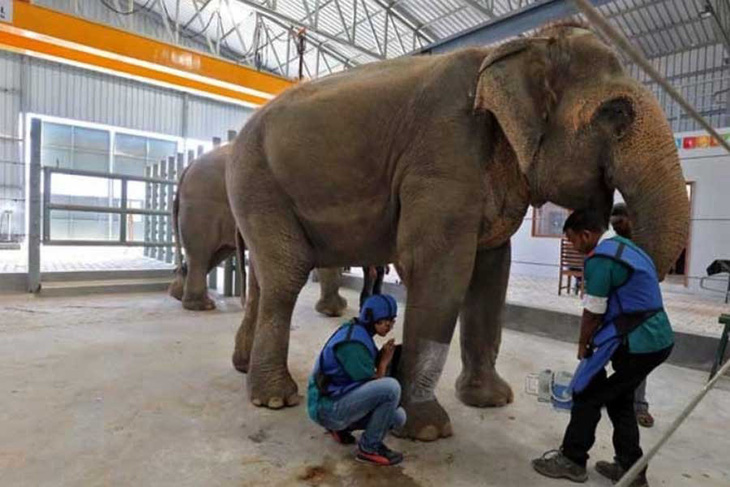 Ấn Độ mở bệnh viện đầu tiên dành cho voi - Ảnh 2.