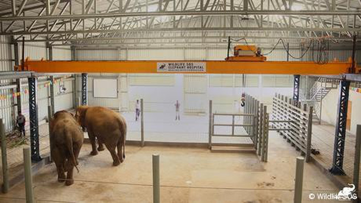 Ấn Độ mở bệnh viện đầu tiên dành cho voi - Ảnh 3.