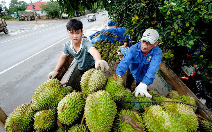 Nông sản Việt Nam sang Trung Quốc gặp khó