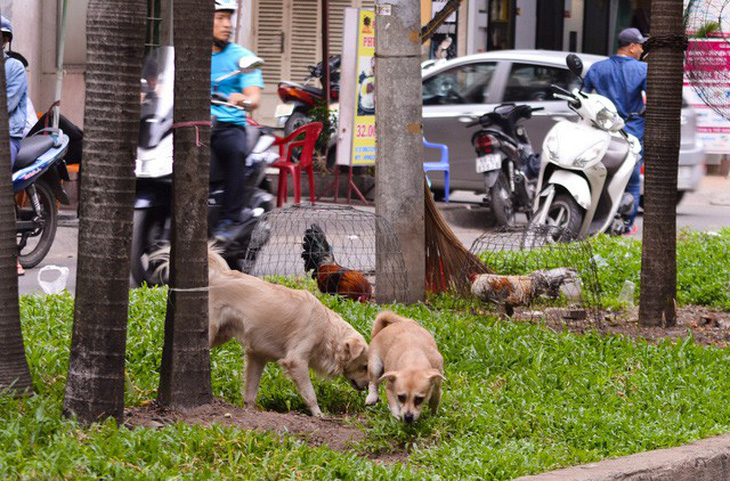 Đề xuất quản lý chó nuôi ở Hà Nội bằng phần mềm - Ảnh 1.