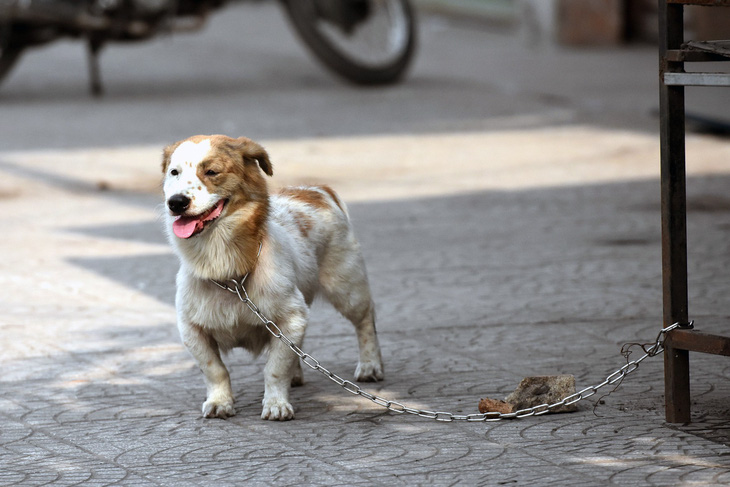 Anh công nhân cứu chú chó bị xích vùng vẫy tuyệt vọng trong đám cháy - Ảnh 3.