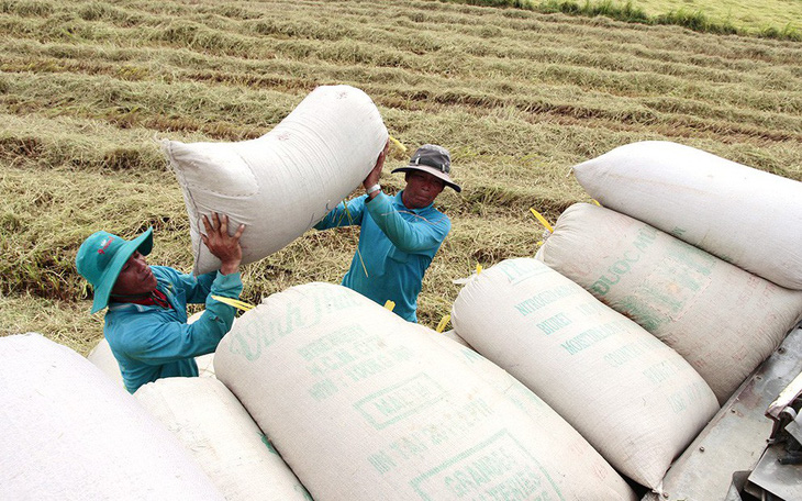 Gạo Việt Nam xuất khẩu trên 20 năm nhưng chưa đạt thương hiệu quốc tế