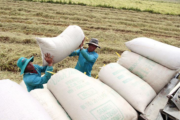 Thủ tướng yêu cầu tăng dự trữ 200.000 tấn gạo để chặn đà giảm giá - Ảnh 1.