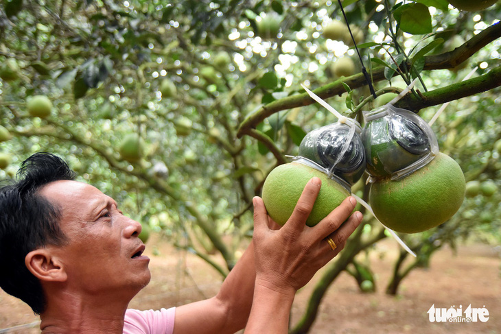 Bưởi tết tạo hình hồ lô, thỏi vàng có chữ Tài – Lộc “cháy” hàng - Ảnh 3.