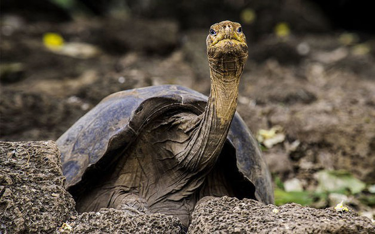 Phát hiện bí quyết sống lâu của con rùa 100 tuổi