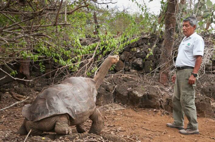 Phát hiện bí quyết sống lâu của con rùa 100 tuổi - Ảnh 1.
