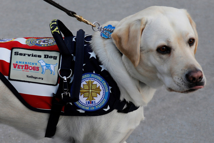 Chú chó từng chăm sóc cố Tổng thống Bush nhận nhiệm vụ mới - Ảnh 2.