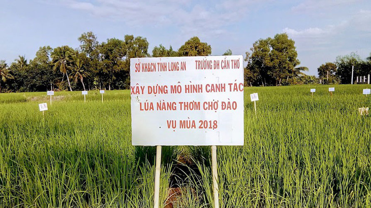 Từ chuyện gạo Việt nghĩ về nông nghiệp hữu cơ - Ảnh 1.