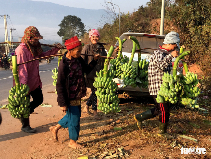 Chuối Tân Long - thủ phủ chuối miền Trung tăng giá mạnh - Ảnh 2.