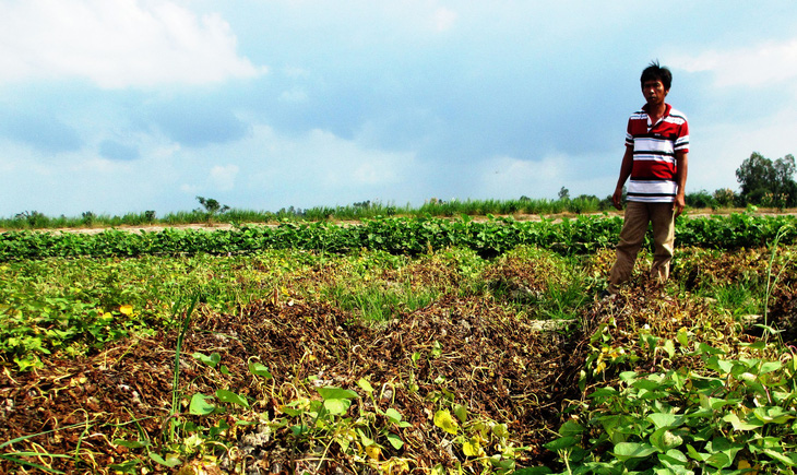 Nhiều ruộng khoai lang ở Vĩnh Long bị phun thuốc diệt cỏ phá hoại - Ảnh 1.