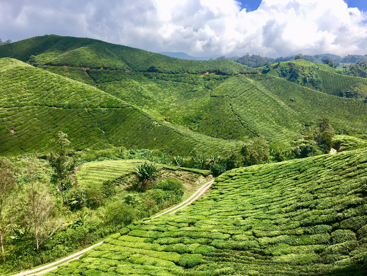 Lên cao nguyên ngắm đồi trà, xuống phố cổ ngắm đèn lồng - Ảnh 2.