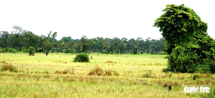 Giao Vườn quốc gia Yok Đôn cho Đắk Lắk quản lý - Ảnh 2.