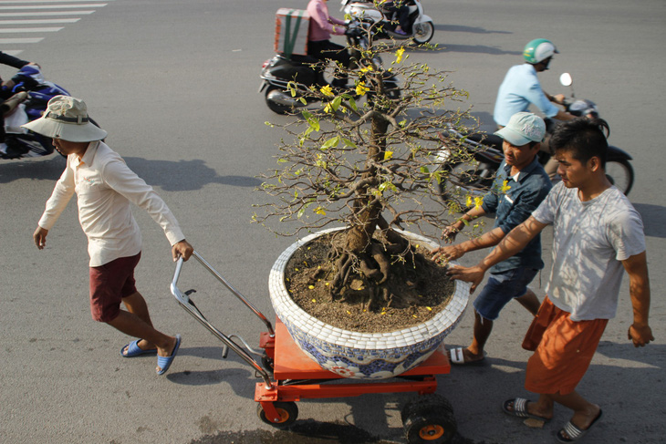 Sài Gòn nhộn nhịp những chợ mai Tết - Ảnh 7.