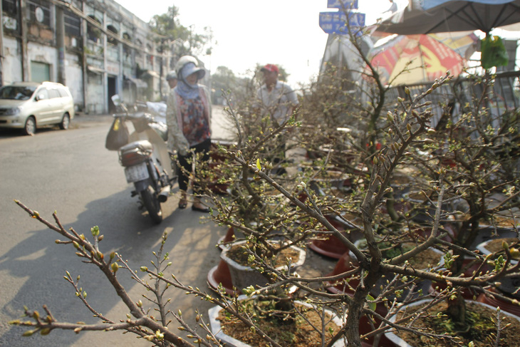 Sài Gòn nhộn nhịp những chợ mai Tết - Ảnh 13.