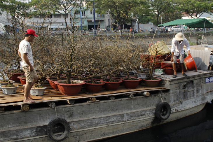 Sài Gòn nhộn nhịp những chợ mai Tết - Ảnh 11.