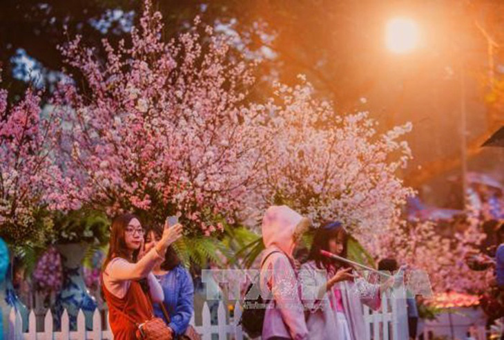 Lễ hội hoa anh đào tại Hà Nội diễn ra từ ngày 23 đến 26-3 - Ảnh 1.