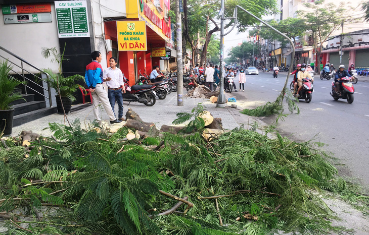 Cây phượng bật gốc đè bị thương người đi đường - Ảnh 1.