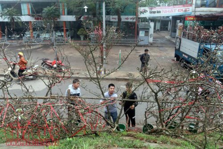 Hoa lê trắng giữa mùa xuân Hà Nội - Ảnh 1.