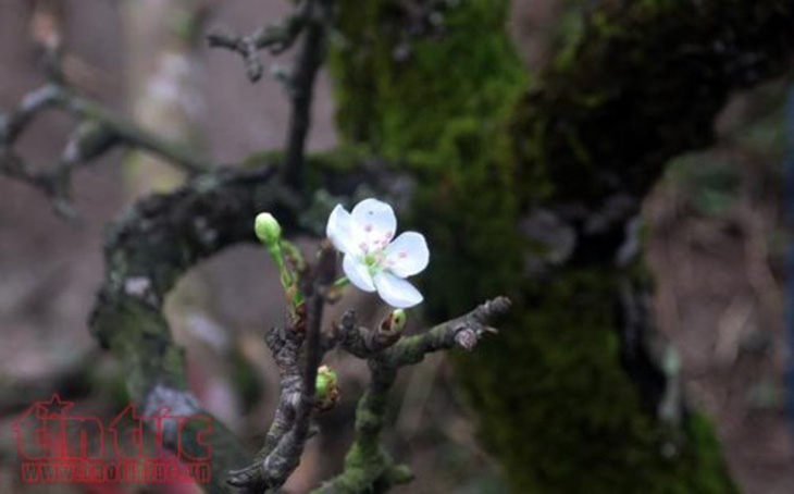 Hoa lê trắng giữa mùa xuân Hà Nội - Ảnh 2.