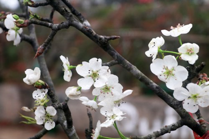 Hoa lê trắng giữa mùa xuân Hà Nội - Ảnh 4.
