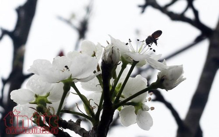 Hoa lê trắng giữa mùa xuân Hà Nội - Ảnh 7.