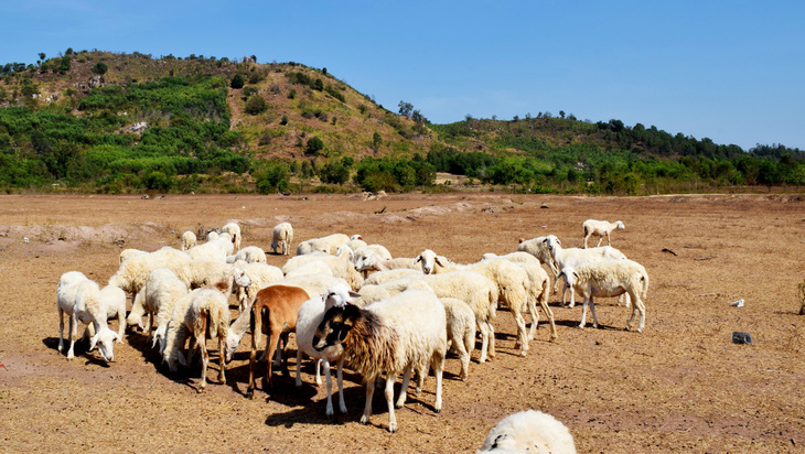 Thu chục triệu mỗi tháng nhờ đồng cừu Suối Nghệ ở Bà Rịa - Vũng Tàu - Ảnh 2.