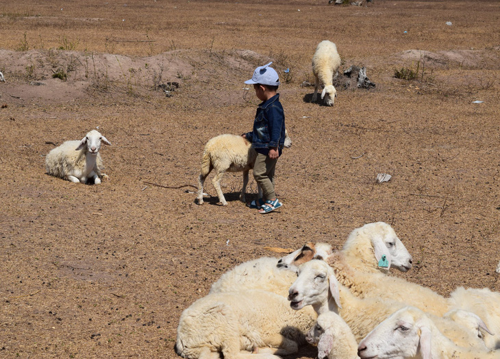 Thu chục triệu mỗi tháng nhờ đồng cừu Suối Nghệ ở Bà Rịa - Vũng Tàu - Ảnh 1.