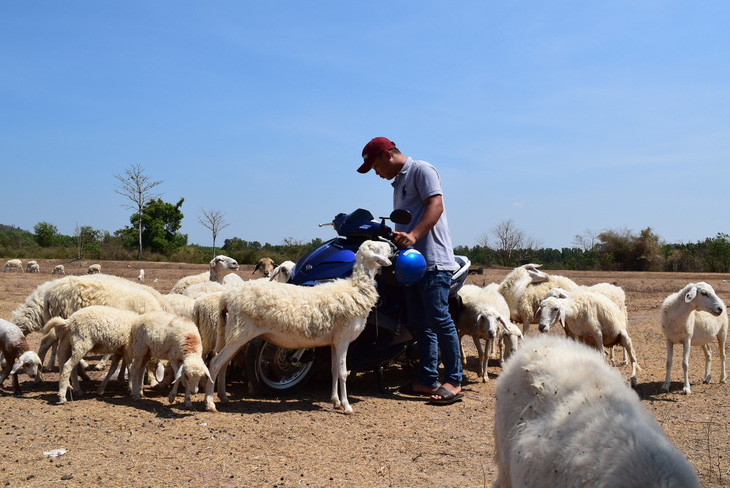 Thu chục triệu mỗi tháng nhờ đồng cừu Suối Nghệ ở Bà Rịa - Vũng Tàu - Ảnh 6.