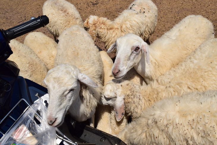 Thu chục triệu mỗi tháng nhờ đồng cừu Suối Nghệ ở Bà Rịa - Vũng Tàu - Ảnh 7.
