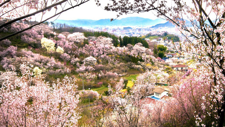 Đi Nhật Bản ngắm hoa anh đào ở đâu đẹp nhất? (phần 2) - Ảnh 6.