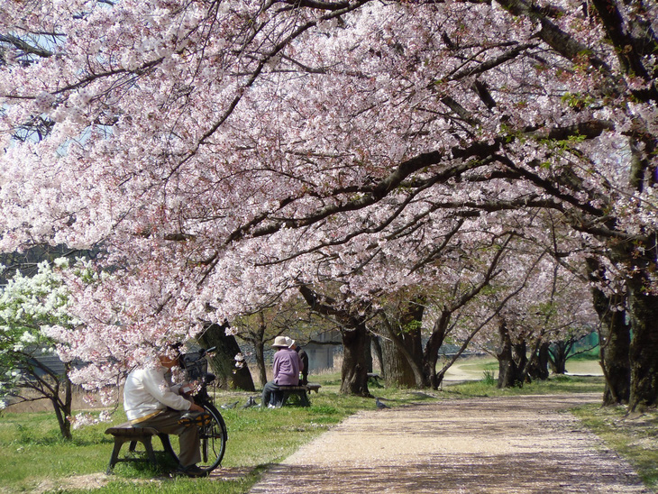 Đi Nhật Bản ngắm hoa anh đào ở đâu đẹp nhất? (phần 2) - Ảnh 4.