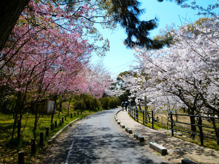 Đi Nhật Bản ngắm hoa anh đào ở đâu đẹp nhất? (phần 2) - Ảnh 5.