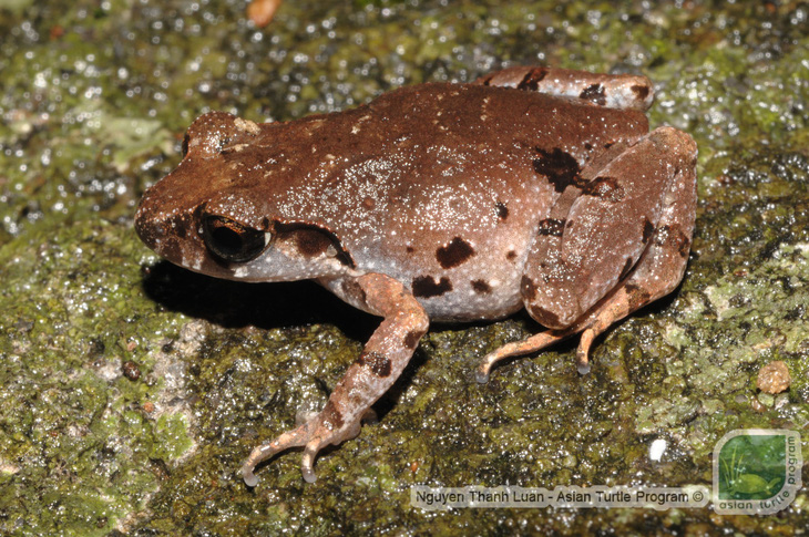 Phát hiện loài ếch mới ở bán đảo Sơn Trà - Ảnh 1.